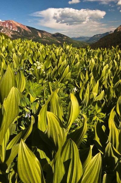 CO, Crested Butte Corn lily field and flowers